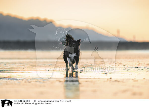 Islandhund am Strand / Icelandic Sheepdog at the beach / DS-02080