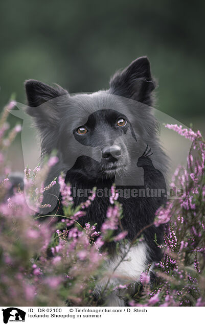 Islandhund im Sommer / Icelandic Sheepdog in summer / DS-02100