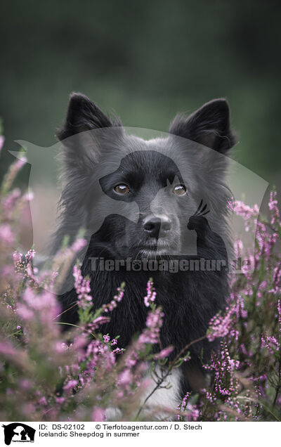 Islandhund im Sommer / Icelandic Sheepdog in summer / DS-02102