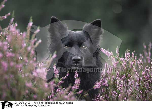 Islandhund im Sommer / Icelandic Sheepdog in summer / DS-02103