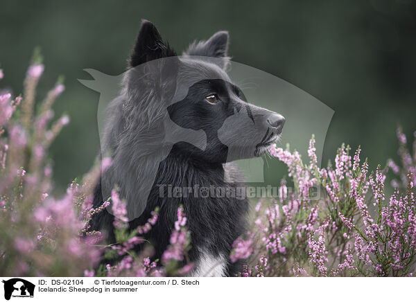 Islandhund im Sommer / Icelandic Sheepdog in summer / DS-02104