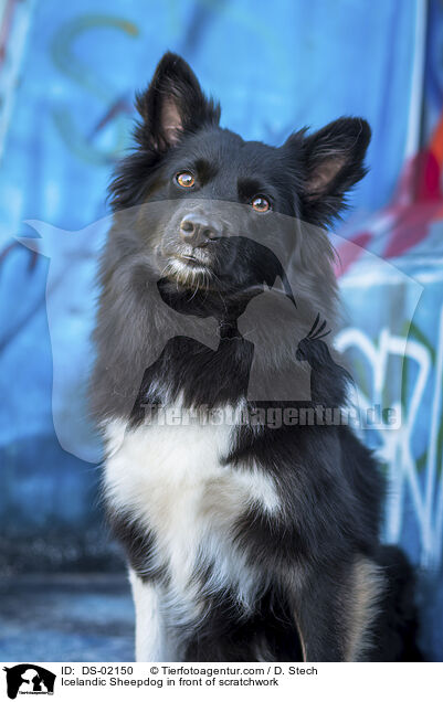 Icelandic Sheepdog in front of scratchwork / DS-02150