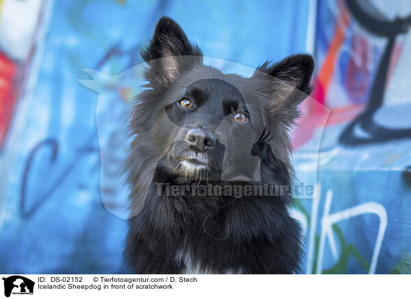 Islandhund vor Graffiti / Icelandic Sheepdog in front of scratchwork / DS-02152
