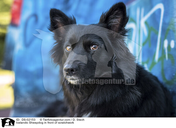 Islandhund vor Graffiti / Icelandic Sheepdog in front of scratchwork / DS-02153