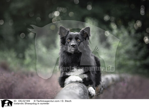 Islandhund im Sommer / Icelandic Sheepdog in summer / DS-02189