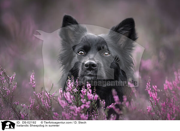 Islandhund im Sommer / Icelandic Sheepdog in summer / DS-02192