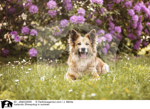 Islandhund im Sommer / Icelandic Sheepdog in summer / JAM-02858