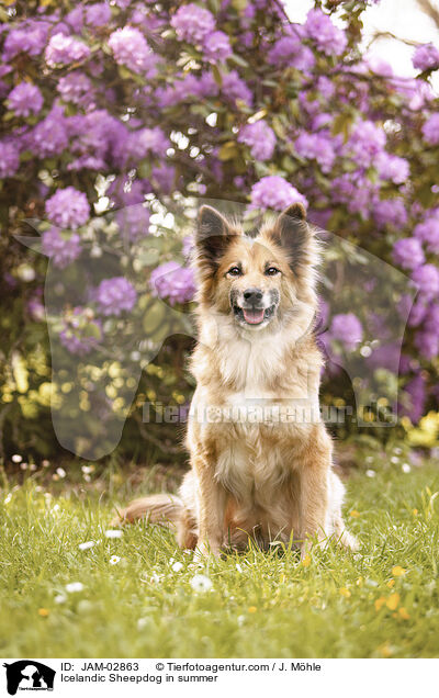 Islandhund im Sommer / Icelandic Sheepdog in summer / JAM-02863