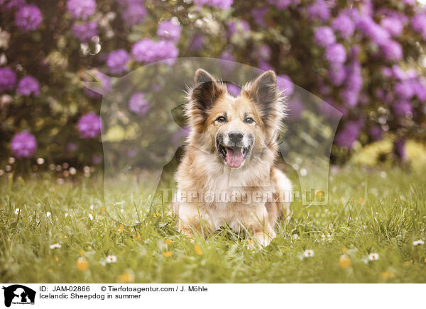 Islandhund im Sommer / Icelandic Sheepdog in summer / JAM-02866