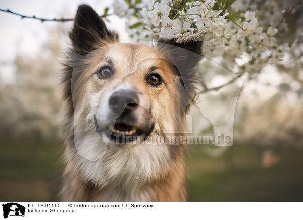 Icelandic Sheepdog / TS-01550
