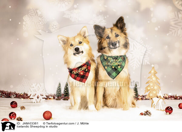 Icelandic Sheepdog in studio / JAM-03361