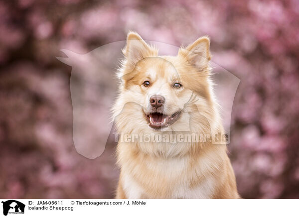 Islandhund / Icelandic Sheepdog / JAM-05611