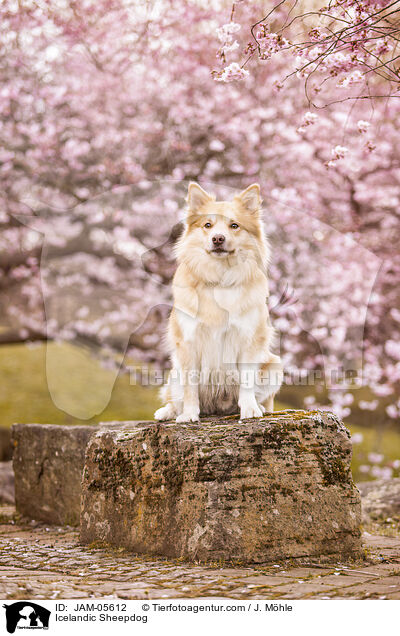 Islandhund / Icelandic Sheepdog / JAM-05612