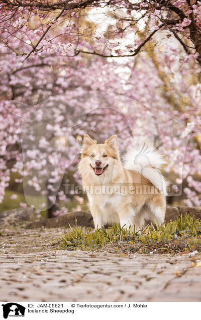 Islandhund / Icelandic Sheepdog / JAM-05621