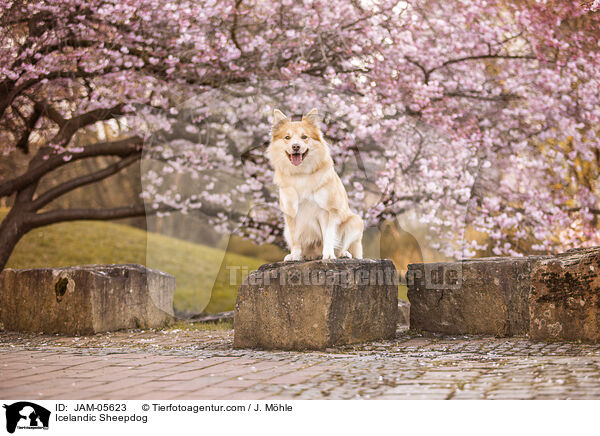 Islandhund / Icelandic Sheepdog / JAM-05623