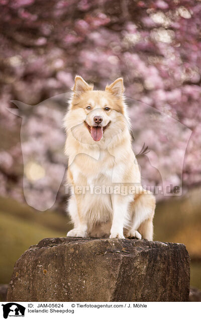 Islandhund / Icelandic Sheepdog / JAM-05624