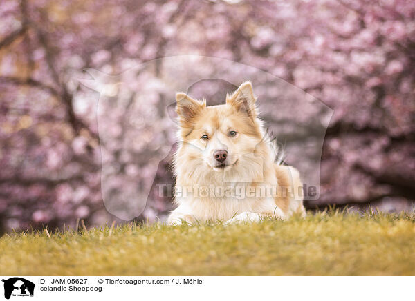 Islandhund / Icelandic Sheepdog / JAM-05627