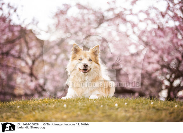 Islandhund / Icelandic Sheepdog / JAM-05629