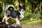 standing Icelandic Sheepdog