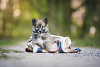 Icelandic Sheepdog Puppy