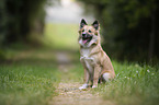 Icelandic Sheepdog