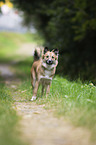 Icelandic Sheepdog