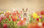 Icelandic Sheepdog
