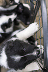 Icelandic dog puppies at gate