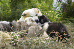 Icelandic Dogs