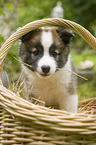 Icelandic dog puppy in basket
