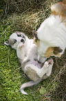 Icelandic Dogs