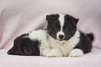 Icelandic Dogs