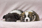 Icelandic Dogs