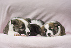 Icelandic Dogs