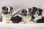 Icelandic Dogs