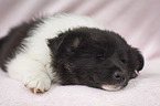 Icelandic dog puppy