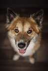 Icelandic Sheepdog