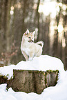 young Icelandic Sheepdog