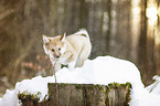 young Icelandic Sheepdog