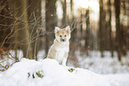 young Icelandic Sheepdog