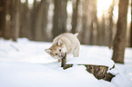 young Icelandic Sheepdog