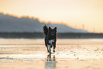 Icelandic Sheepdog at the beach