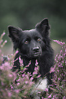 Icelandic Sheepdog in summer