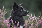 Icelandic Sheepdog in summer