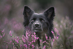 Icelandic Sheepdog in summer