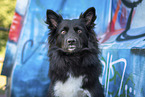 Icelandic Sheepdog in front of scratchwork