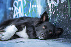 Icelandic Sheepdog in front of scratchwork