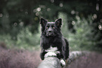 Icelandic Sheepdog in summer