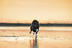 Icelandic Sheepdog at the beach