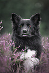 Icelandic Sheepdog in summer